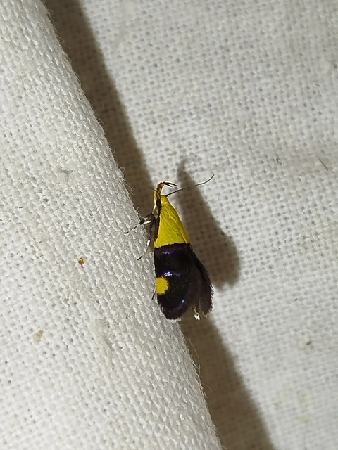 Oecophora bractella - kis díszmoly