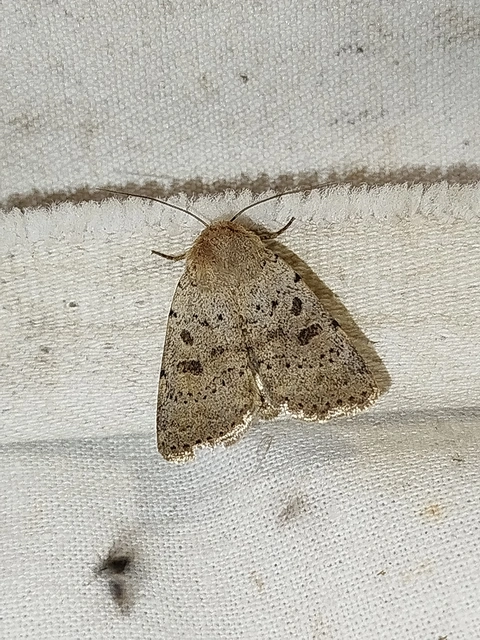 Hoplodrina respersa - bogáncs-selymesbagoly