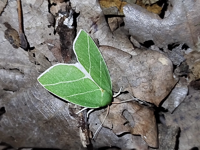 Bena bicolorana - tölgyfa-zöldbagoly