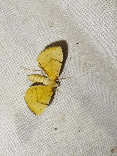 Eulithis pyraliata - sárga galajaraszoló