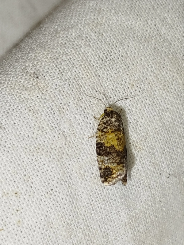 Ptycholomoides aeriferana - vörösfenyő-sodrómoly