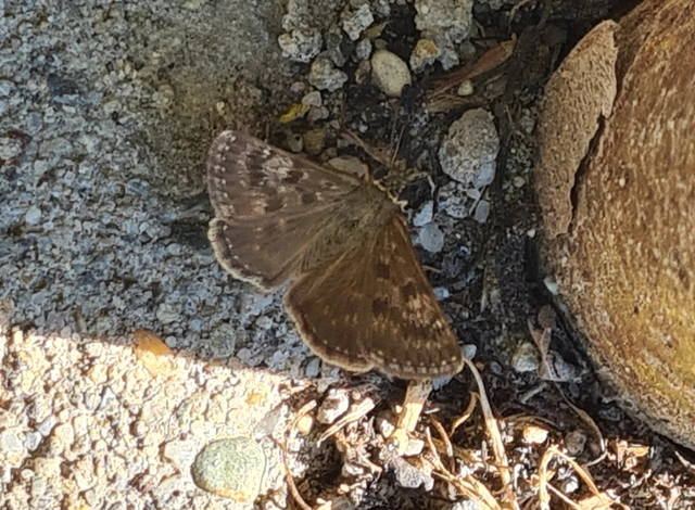 Erynnis tages - cigánylepke
