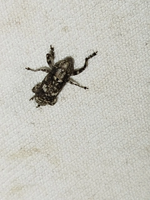 Gasterocercus depressirostris - laposorrú ormányos