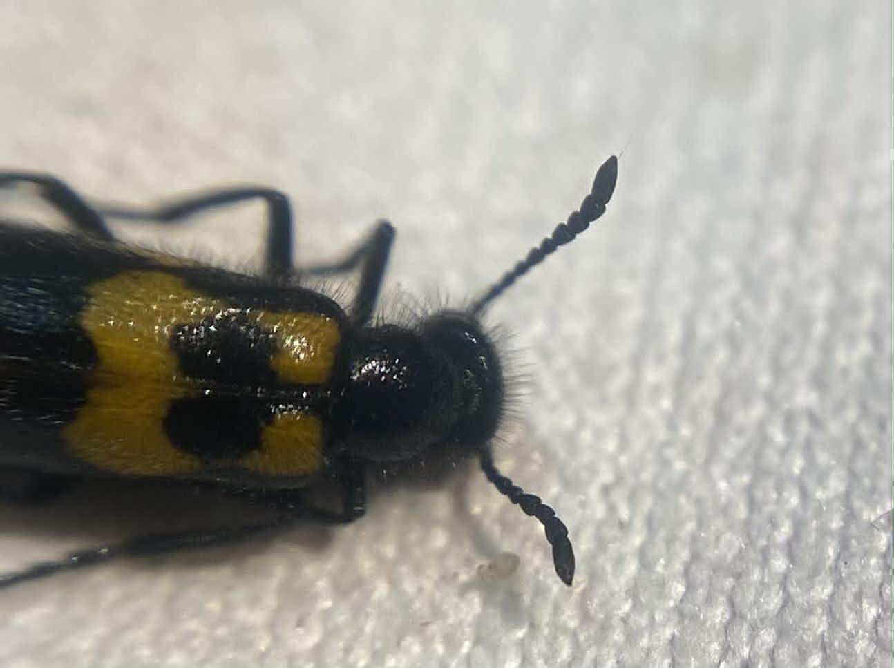Mylabris pannonica - pannon hólyaghúzó