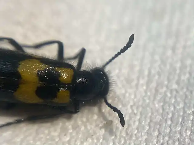 Mylabris pannonica - pannon hólyaghúzó Mylabris pannonica - pannon hólyaghúzó