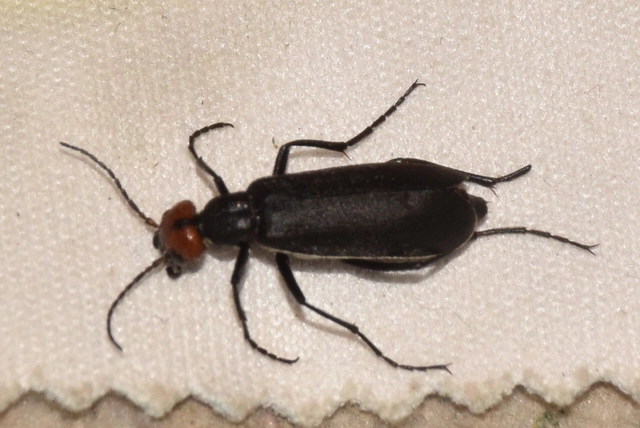 Epicauta rufidorsum - hollóbogár