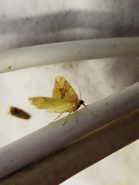 Cidaria fulvata - rózsaaraszoló