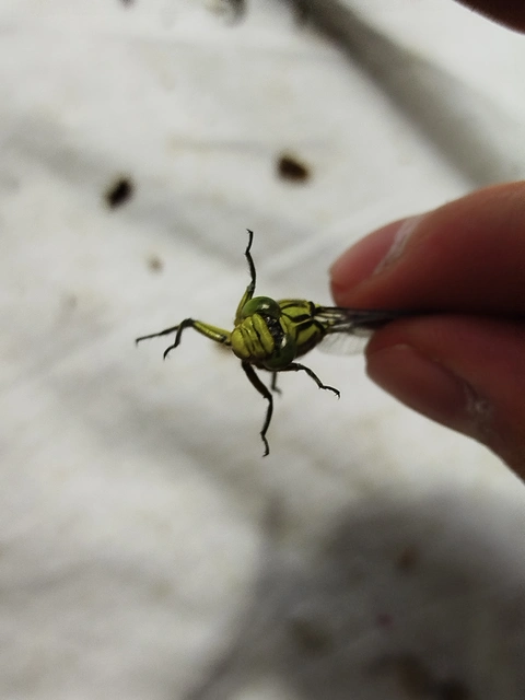Gomphus flavipes - sárgalábú folyami-szitakötő Gomphus flavipes - sárgalábú folyami-szitakötő