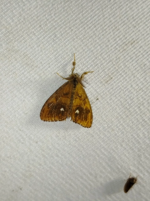 Orgyia antiqua - rozsdabarna kisszövő