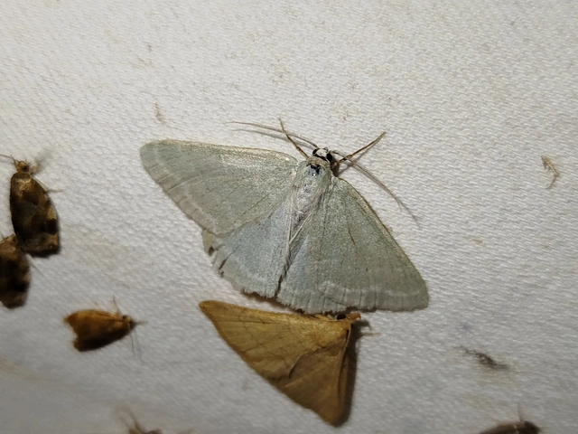 Pseudoterpna pruinata - hamvas zöldaraszoló