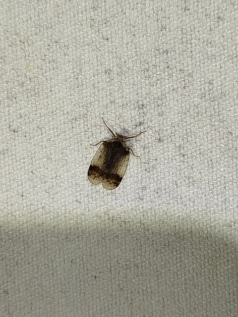 Cixius