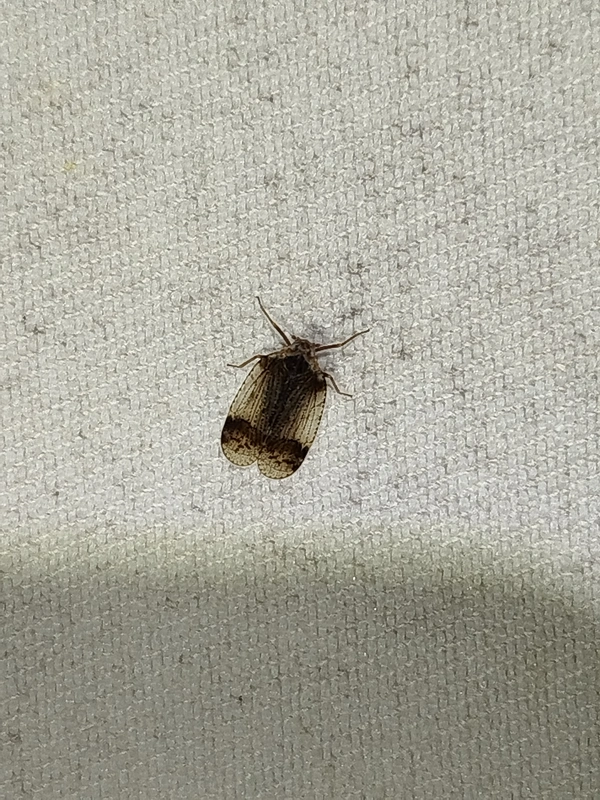Cixius