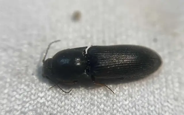 Agriotes ustulatus - mezei pattanó