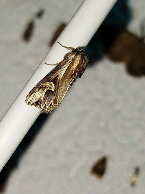 Actinotia polyodon - nagy sugarasbagoly