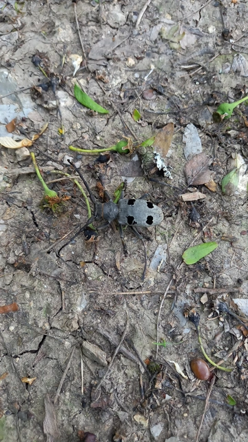 Morimus asper funereus - gyászcincér