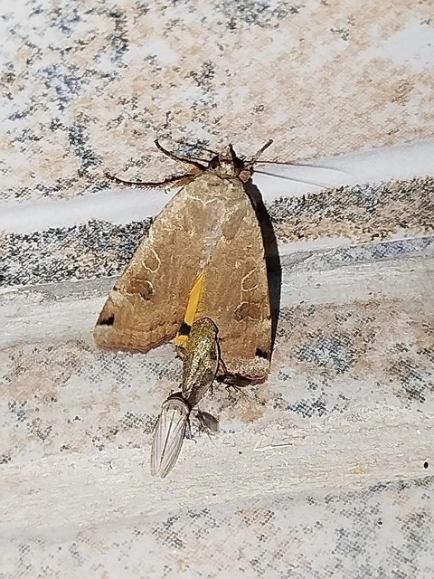 Noctua orbona - foltos sárgafűbagoly
