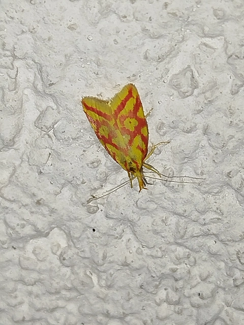 Hypercallia citrinalis - pirossávos díszmoly Hypercallia citrinalis - pirossávos díszmoly