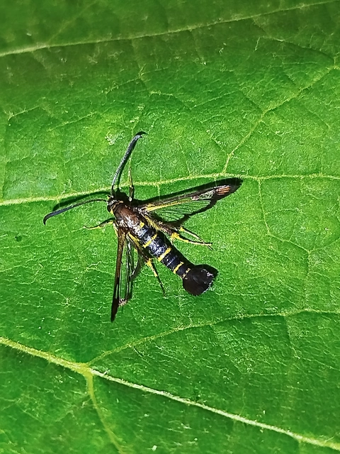 Synanthedon