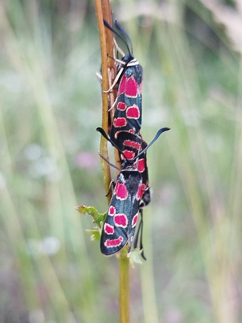 Zygaena carniolica - fehérgyűrűs csüngőlepke