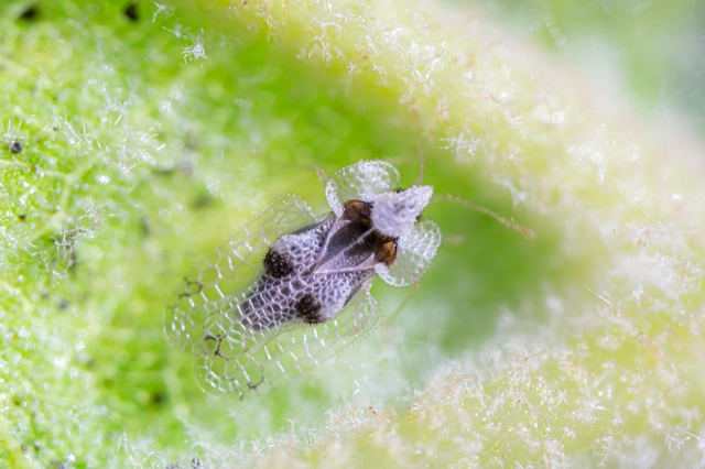 Corythucha ciliata - platán-csipkéspoloska