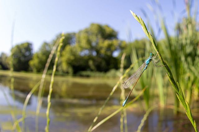 Ischnura elegans pontica - kéköves légivadász