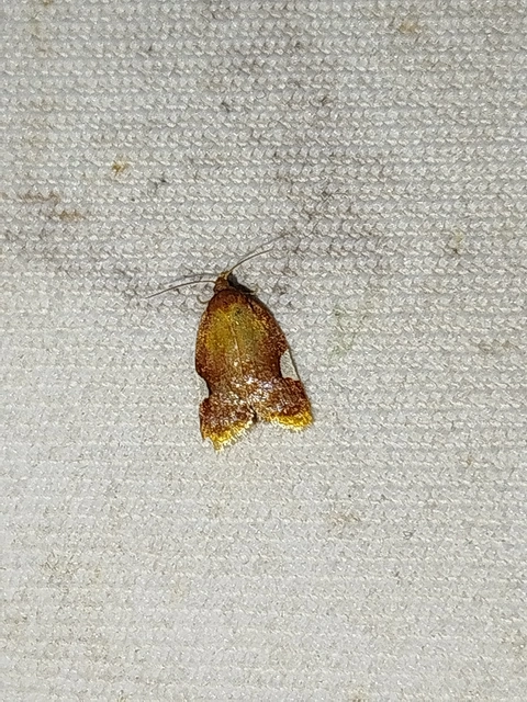 Acleris holmiana - fehérfoltos levélmoly