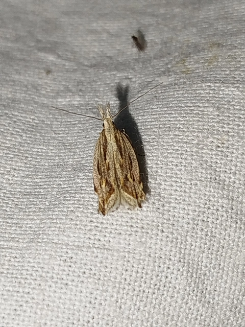 Sophronia illustrella - tarka sarlósmoly