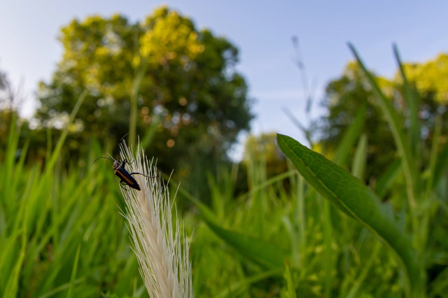 Anogcodes rufiventris Anogcodes rufiventris