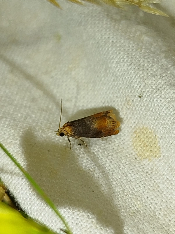 Lepteucosma huebneriana - málnalevélsodró tükrösmoly
