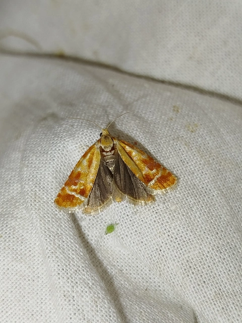 Rhyacionia buoliana - fenyőilonca