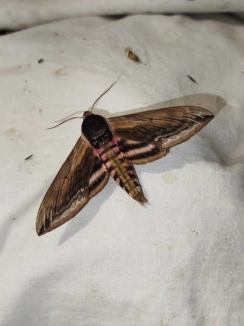 Sphinx ligustri - fagyalszender