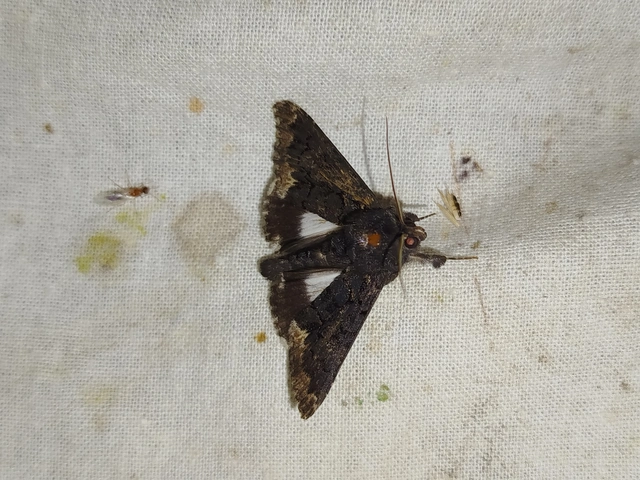 Catephia alchymista - fekete övesbagoly