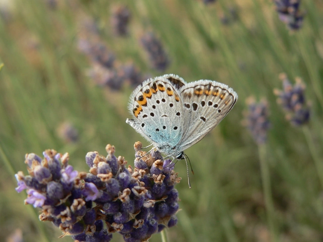 Plebejus argyrognomon - tintakék boglárka