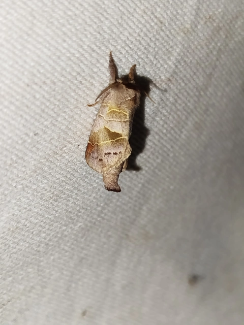 Clostera pigra - apró levélszövő