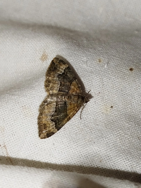 Xanthorhoe biriviata - kétsávos tarkaaraszoló