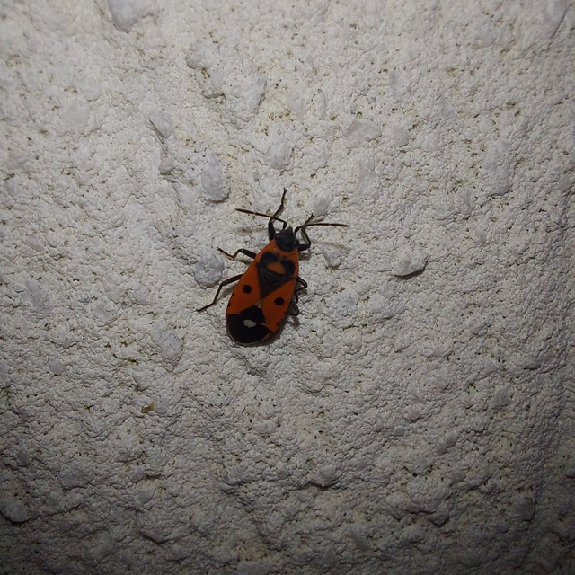 Melanocoryphus albomaculatus - nagy fehérfoltos-bodobács