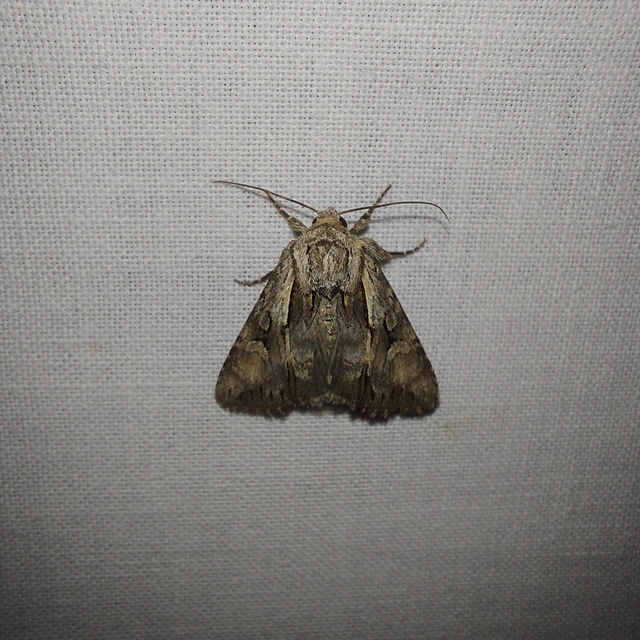Chloantha hyperici - orbáncfű-sugarasbagoly