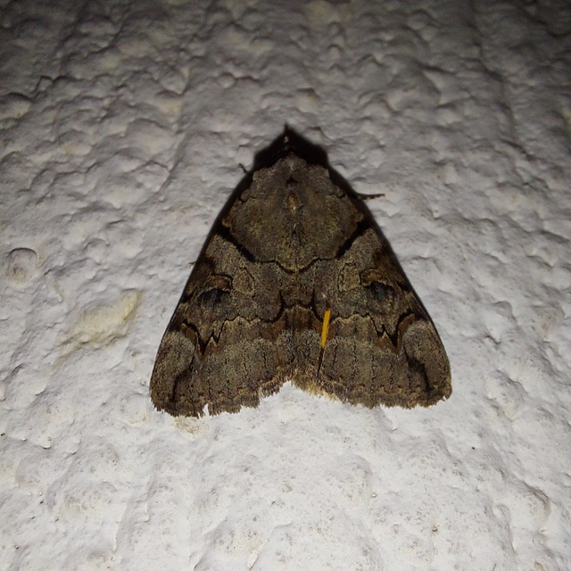 Catocala hymenaea - kökény-övesbagoly