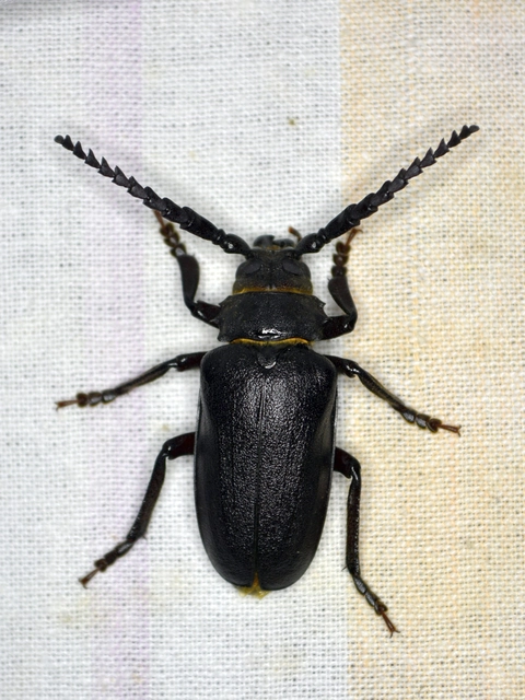 Prionus coriarius - csőszcincér