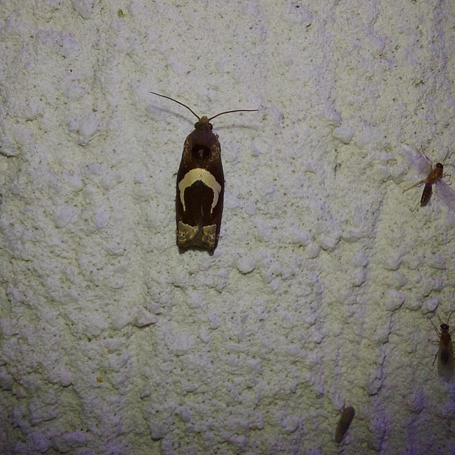 Epiblema foenella - kampósfoltú tükrösmoly