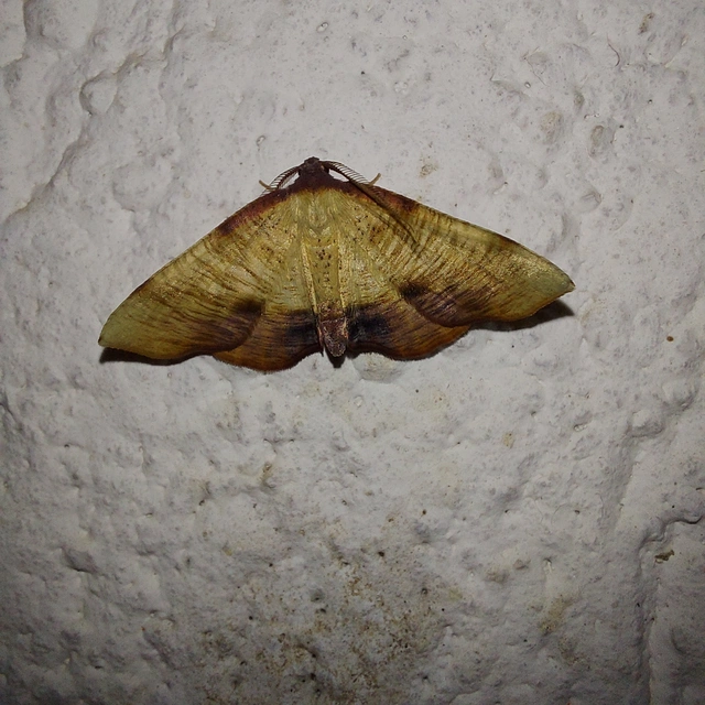 Plagodis dolabraria - baltaszárnyú araszoló