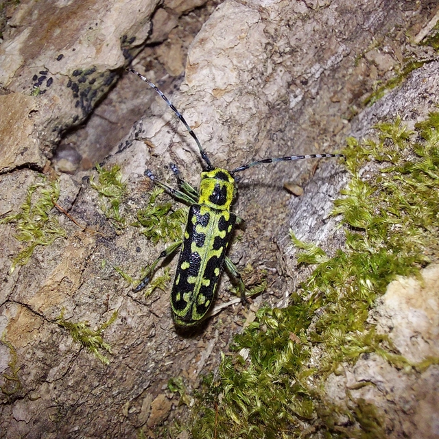 Saperda scalaris - létracincér