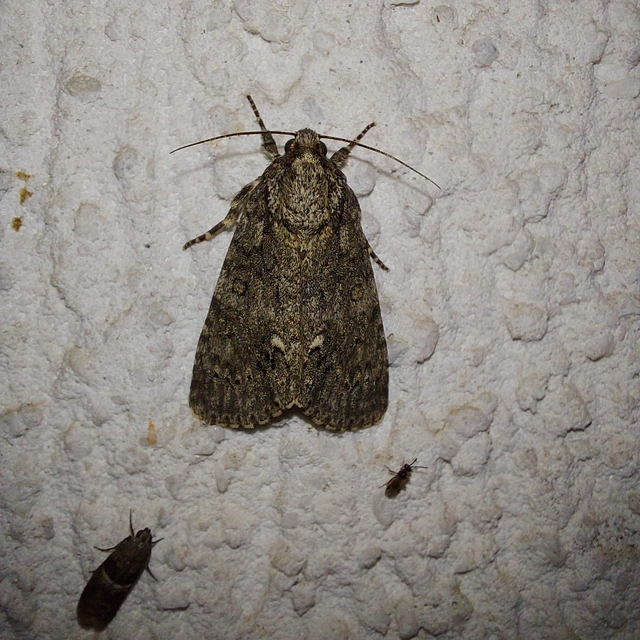 Acronicta rumicis - sóska-szigonyosbagoly