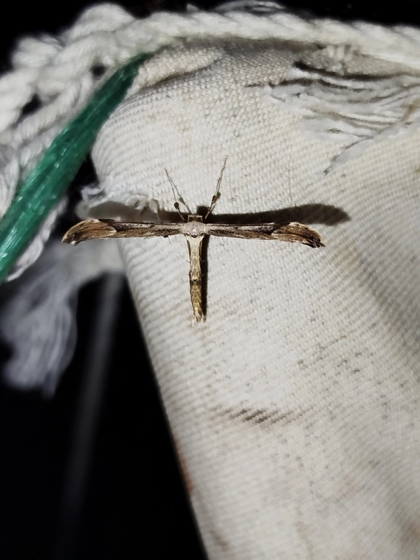 Oidaematophorus lithodactyla - sárgásszürke tollasmoly