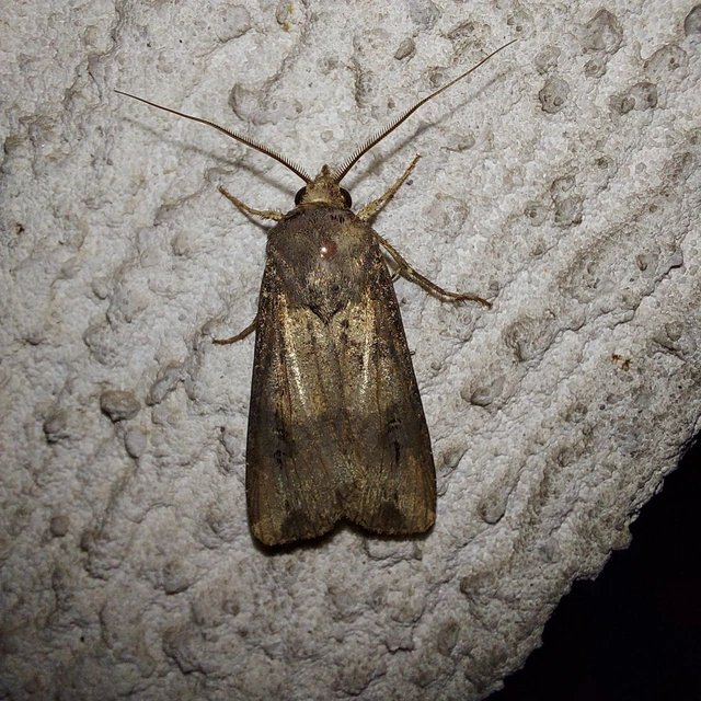 Agrotis ipsilon - nagy földibagoly