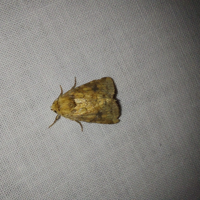 Atypha pulmonaris - tüdőfű-levélbagoly