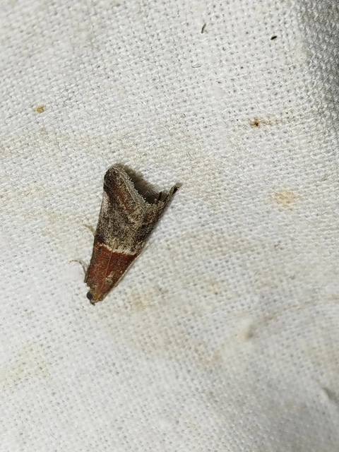 Acrobasis marmorea - márványos karcsúmoly