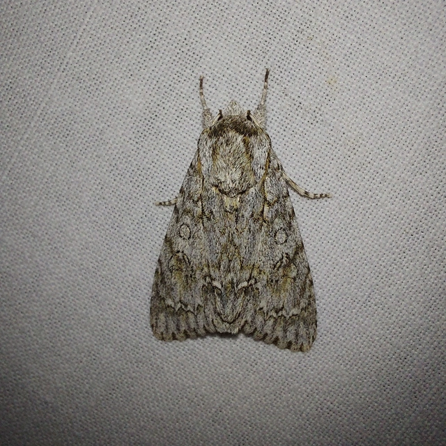 Acronicta aceris - vadgesztenye-szigonyosbagoly