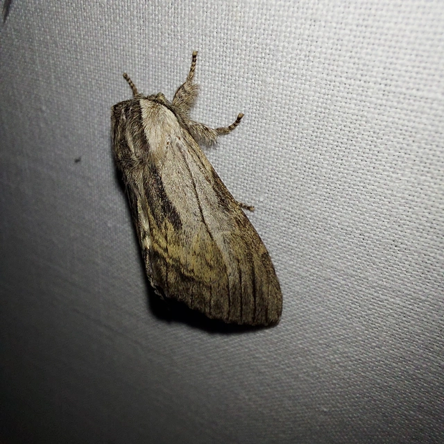 Harpyia milhauseri - pergamen-púposszövő