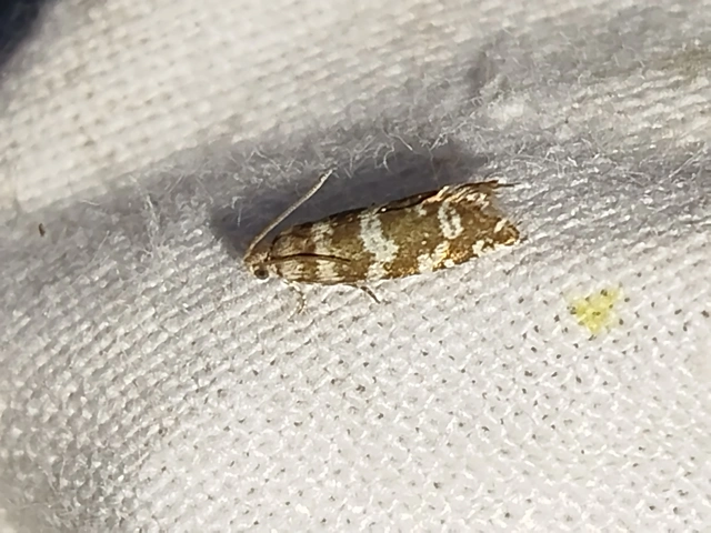 Epinotia tedella - fenyő-tükrösmoly